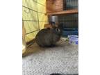Adopt Forever in Our Care: Betsy a Bunny Rabbit