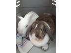 Adopt Forever in Our Care: Harvey and Candy a Bunny Rabbit