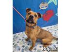Adopt Bojack a Brown/Chocolate Terrier (Unknown Type, Small) / Mixed dog in