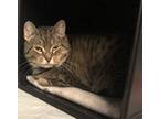 Adopt Lily a Domestic Short Hair