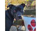 Adopt Holly a Pit Bull Terrier