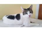 Adopt Ivy a Domestic Short Hair