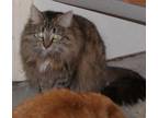 Adopt Fluffer-Sponosor M a Maine Coon, Domestic Long Hair