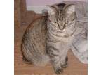 Adopt Ali a Domestic Short Hair, Torbie