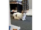 Adopt Sadie a Domestic Short Hair, Extra-Toes Cat / Hemingway Polydactyl