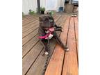 Adopt Ellie a Black American Staffordshire Terrier / Mixed dog in Indianapolis