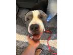 Adopt Chico a Gray/Silver/Salt & Pepper - with White Pit Bull Terrier / Mixed