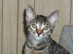 Adopt Timidi and Tessa a Domestic Short Hair