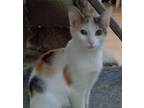 Adopt Mallory a Calico