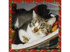 Adopt Holly a American Shorthair