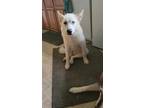 Adopt Shaitan a White Siberian Husky / Mixed dog in Commerce, TX (37804795)