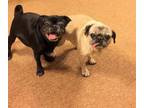 Adopt Bella McKenzie a Pug