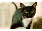 Adopt Jowella a Domestic Short Hair