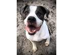 Adopt Moo a Black American Pit Bull Terrier / Mixed dog in Daytona Beach