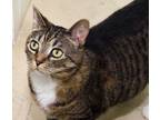 Adopt Kitty a Domestic Short Hair