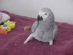 Adopt Boots a African Grey