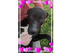 Adopt Dixson a Black - with White Labrador Retriever / Mixed dog in Crenshaw