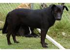 Adopt Willow a Black Labrador Retriever / Mixed dog in Blanchard, OK (22146592)