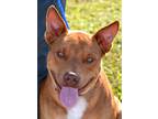 Adopt TAZ a Red/Golden/Orange/Chestnut - with White American Staffordshire
