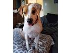 Adopt abbie a Tricolor (Tan/Brown & Black & White) Boxer / Foxhound / Mixed dog