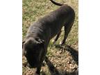 Adopt Duke a Brindle Pit Bull Terrier / Mixed dog in Blanchard, OK (24129994)
