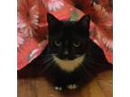 Adopt MILLIE- PLAYFUL CHARMER a Black & White or Tuxedo Bombay (short coat) cat