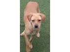 Adopt GINGER a Tan/Yellow/Fawn Labrador Retriever / Mixed dog in Lower Lake