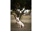Adopt Willow the exquisite pitty a White - with Black Pit Bull Terrier / Cattle
