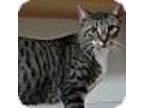 Adopt Maxie a Brown Tabby Domestic Mediumhair (medium coat) cat in Kennedale