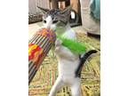 Adopt Slava aka "Sly" a White (Mostly) Domestic Shorthair (short coat) cat in