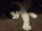 Adopt Fluffy a Black & White or Tuxedo Domestic Mediumhair / Mixed cat in
