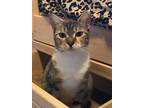 Adopt Bodhi a Tan or Fawn Tabby Calico (short coat) cat in Lauderhill