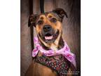 Adopt Riley a Brown/Chocolate Shepherd (Unknown Type) / Boxer / Mixed dog in