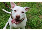 Adopt Kaia a White American Staffordshire Terrier / Labrador Retriever / Mixed