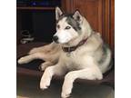 Adopt Sasha a Black - with White Siberian Husky / Mixed dog in Torrance