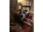 Adopt Tigeress a Brindle - with White American Staffordshire Terrier / Pit Bull