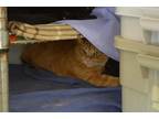 Adopt Dorito a Orange or Red Tabby Domestic Shorthair (short coat) cat in House