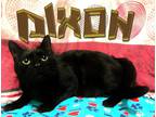Adopt Dixon a All Black Domestic Shorthair (short coat) cat in Toledo