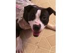 Adopt Mickie a Black - with White American Staffordshire Terrier / Mixed dog in