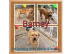 Adopt Barney a Mixed Breed (Large) / Mixed dog in Boaz, AL (29737046)