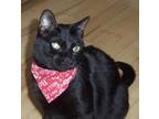 Adopt Whitney a All Black Domestic Shorthair / Mixed (short coat) cat in
