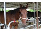 Adopt Hercules a Bay Thoroughbred / Mixed horse in Southwest Ranches