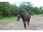 Adopt Valiant a Bay Warmblood horse in Southwest Ranches, FL (27533290)