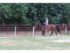 Adopt Pavarotti a Bay Warmblood horse in Southwest Ranches, FL (27533479)