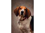 Adopt Alana a Tricolor (Tan/Brown & Black & White) Treeing Walker Coonhound /