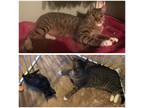 Adopt Shrimp a Brown Tabby Domestic Shorthair (short coat) cat in Mililani