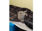 Adopt Silver Surfer a Gray, Blue or Silver Tabby Domestic Shorthair (short coat)