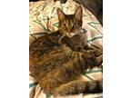 Adopt Leigh a Tortoiseshell Domestic Shorthair (short coat) cat in Arlington/Ft