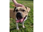 Adopt Sassy a Tan/Yellow/Fawn - with White American Staffordshire Terrier / Pit