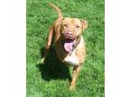 Adopt Buster a Red/Golden/Orange/Chestnut Pit Bull Terrier / Labrador Retriever